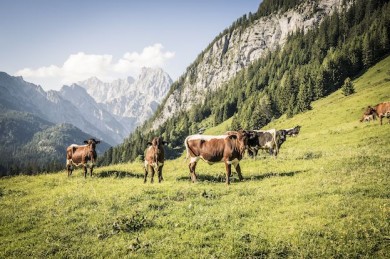 Wanderer sollten den Alm-Tieren mit Respekt begegnen - © BGLT