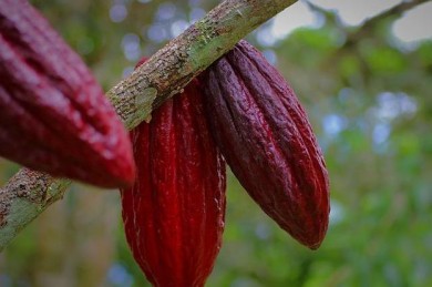 Aus diesen rubinfarbigen Kakaobohnen wird rosarote Schokolade hergestellt  - ©Pixabay_Maliflac