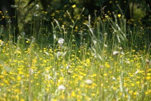 Blühende Wiesen - ein Graus für Pollenallergiker - ©Pixabay_meineresterampe