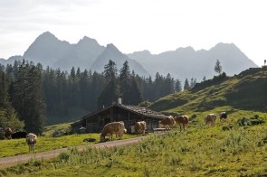 ©MolkereiBGL_Kühe-auf-der Kallbrunnalm_DSC_4197