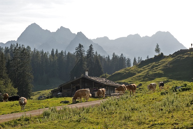 ©MolkereiBGL_Kühe-auf-der Kallbrunnalm_DSC_4197